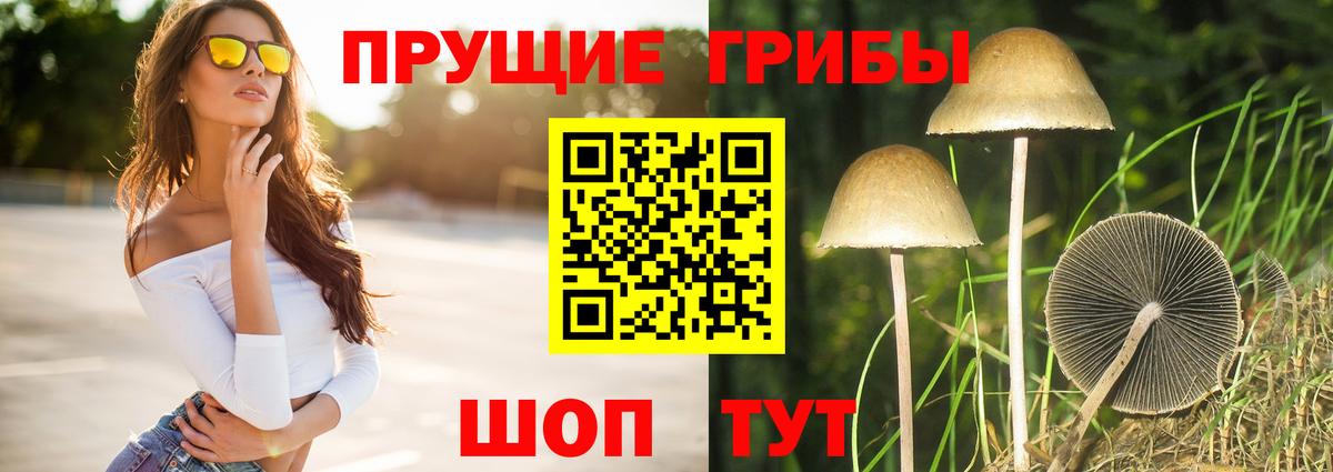 Одинцово  Псилоцибиновые грибы мицелий  Вход с VPN  Псилоцибиновые грибы Psilocybine cubensis 